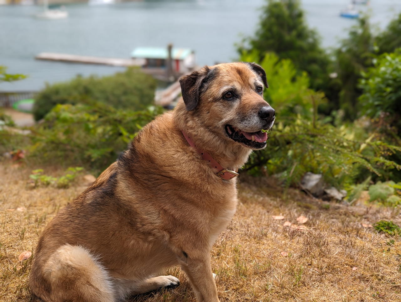 Pets are always welcome at Woods End Landing cottages