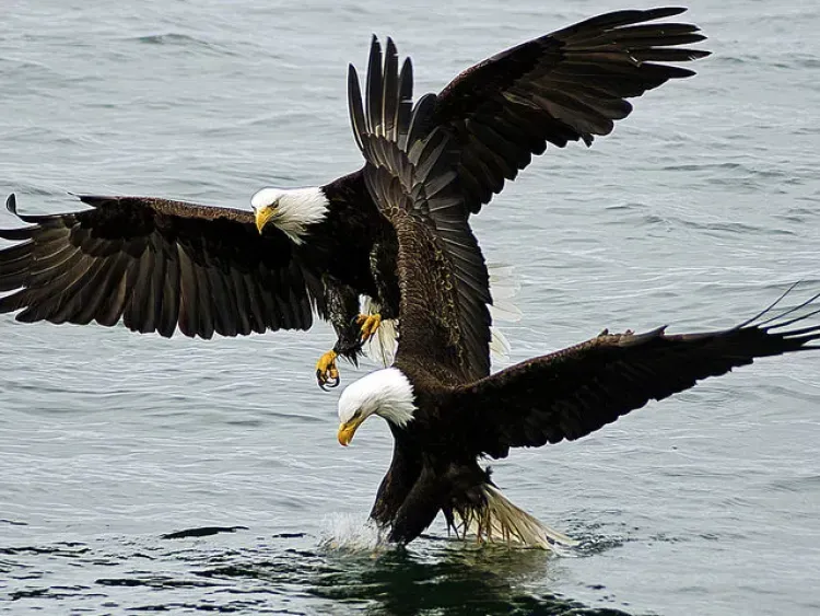 Two bald eagles are fighting over a fish in the water in front of Woods End Landing Bamfield