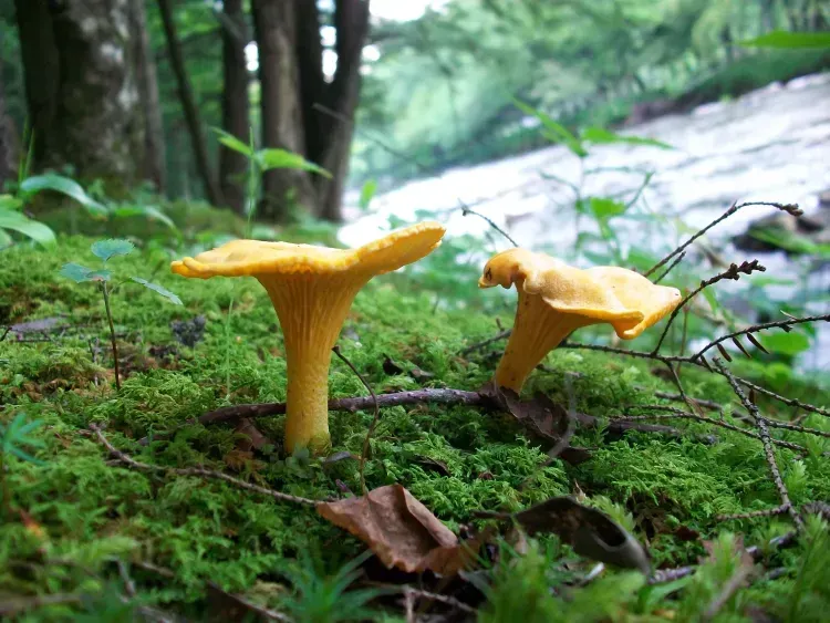 Two yellow mushrooms are growing on a mossy surface in the woods near Woods End Landing in Bamfield BC