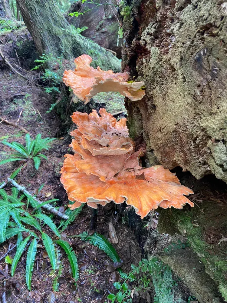 A close up of a mushroom growing on a tree trunk on the property of Woods End Landing in Bamfield BC