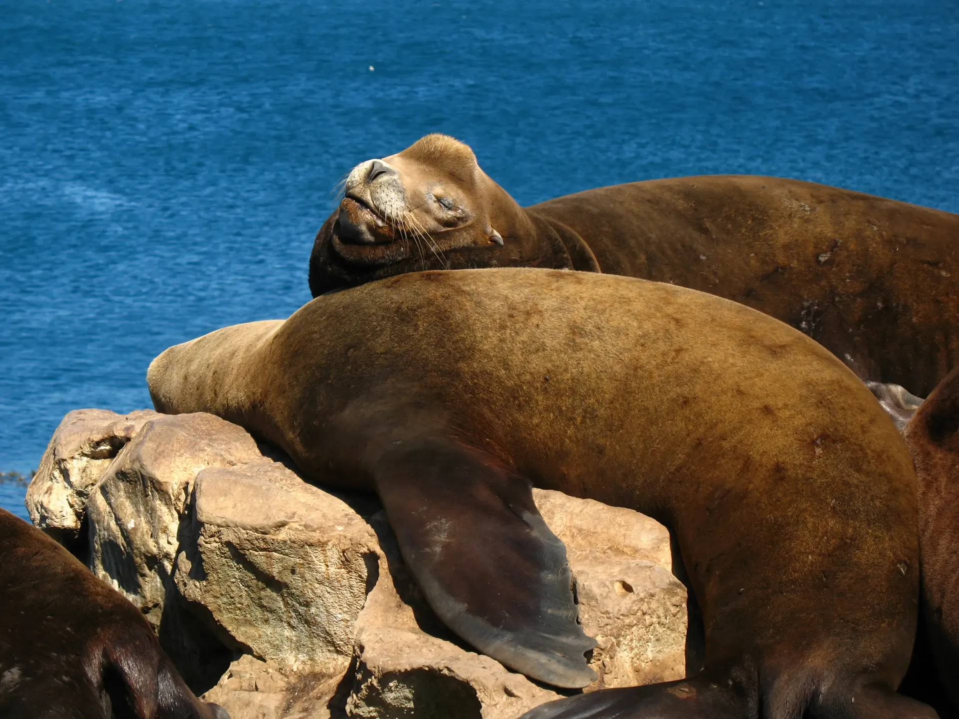 Several seals are laying on rocks near the ocean