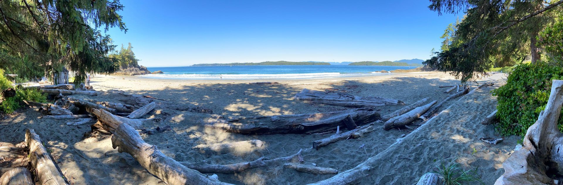 A panoramic view of a beach with trees and logs in the foreground and the ocean in the background.