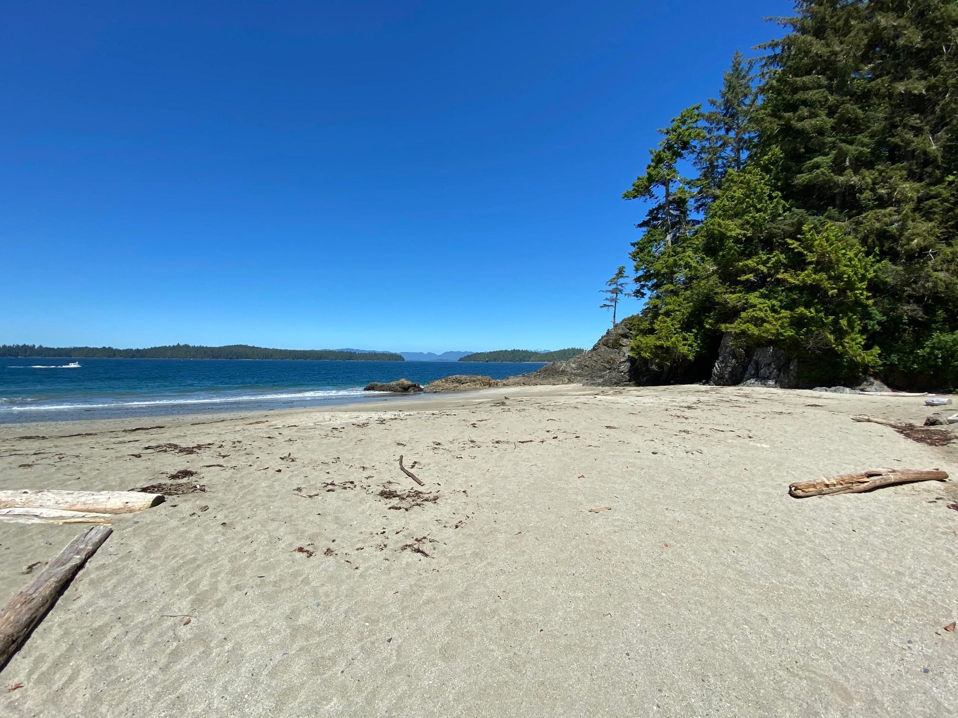 A sandy beach with trees and a body of water in the background