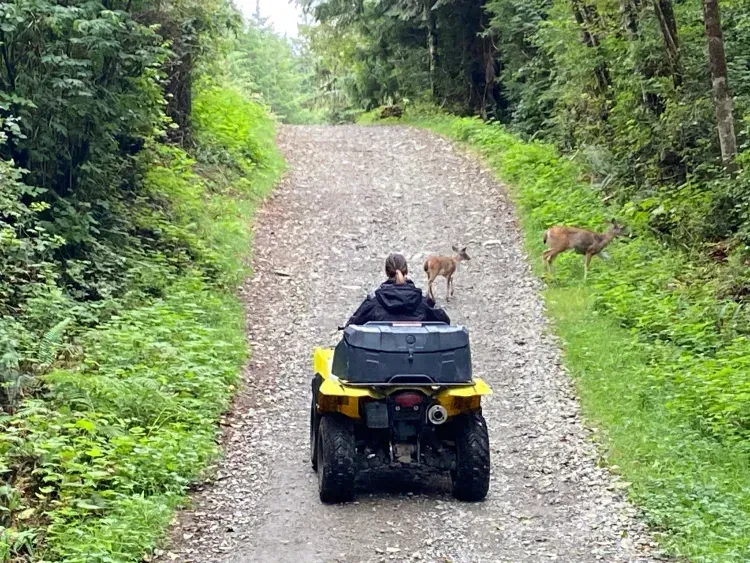 A person is riding a four wheeler down a dirt road next to a deer near Brady's Beach Bamfield