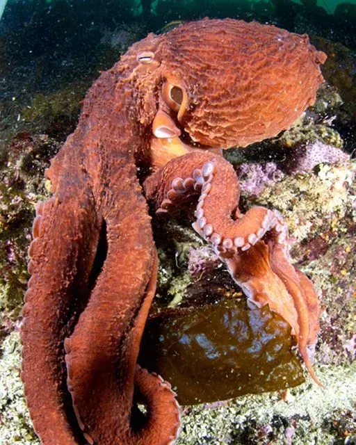 A large octopus is laying on a rock in the water