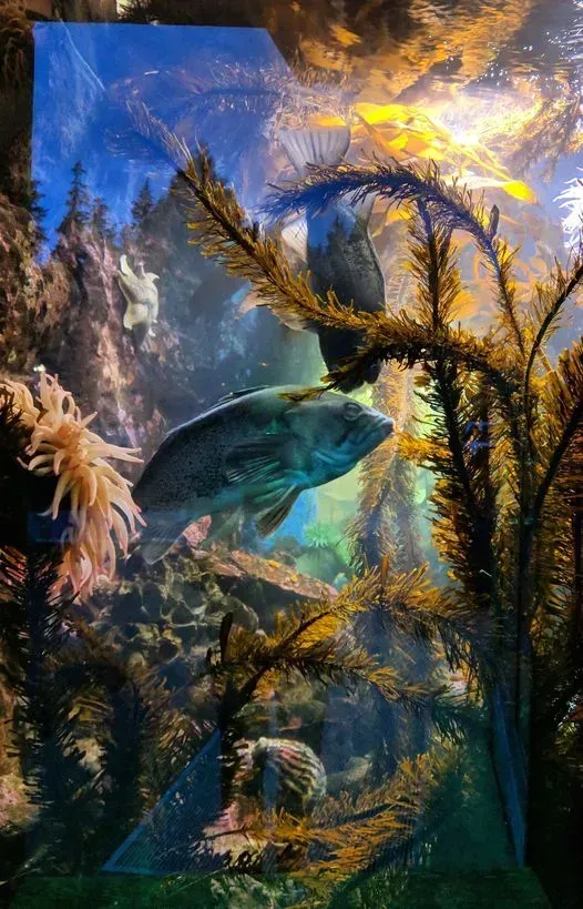 A couple of fish are swimming in an aquarium surrounded by seaweed.