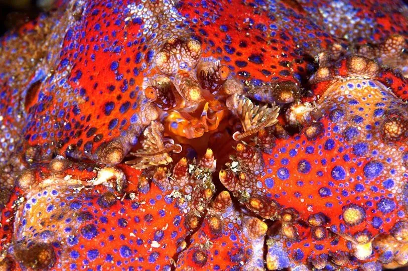 A close up of a red and blue crab on a rock.