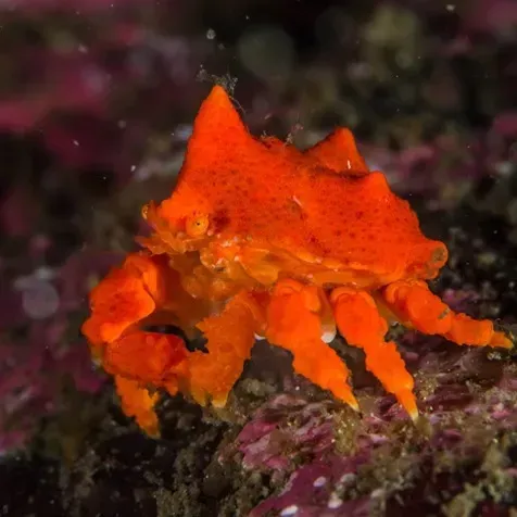 A small orange crab is sitting on a rock in the water.