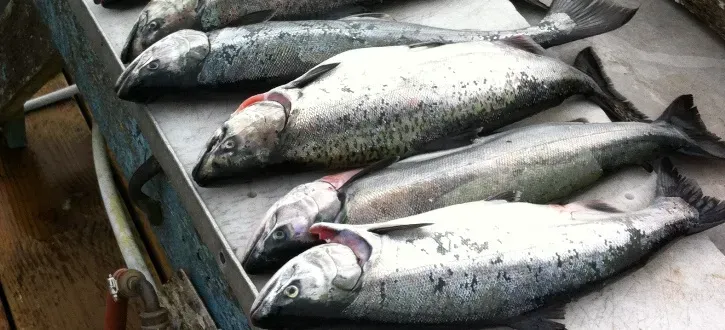 A bunch of fish are sitting on top of a table.