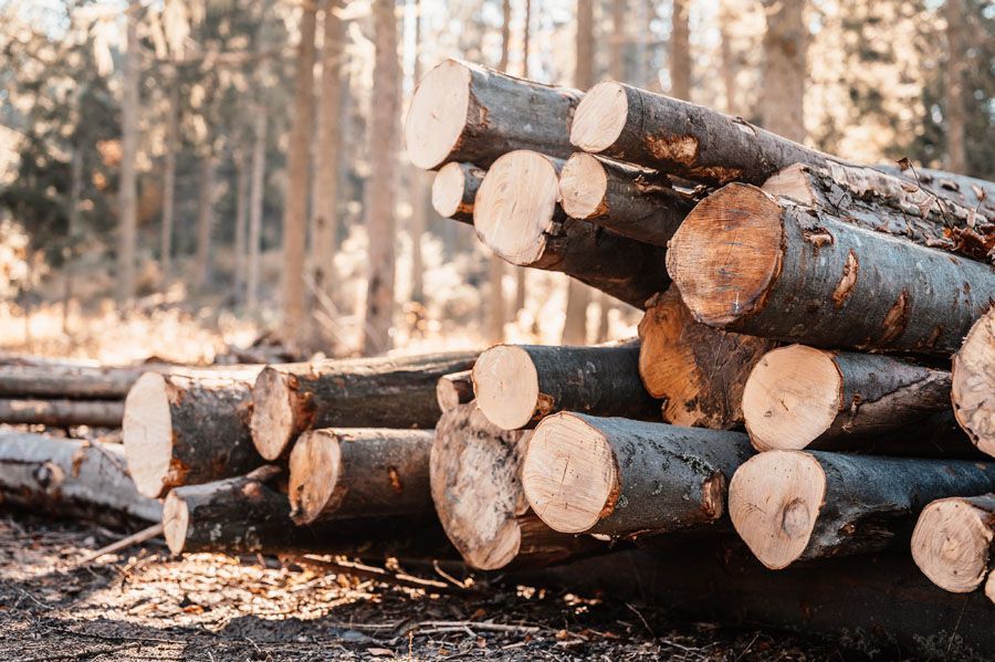pile of cut logs