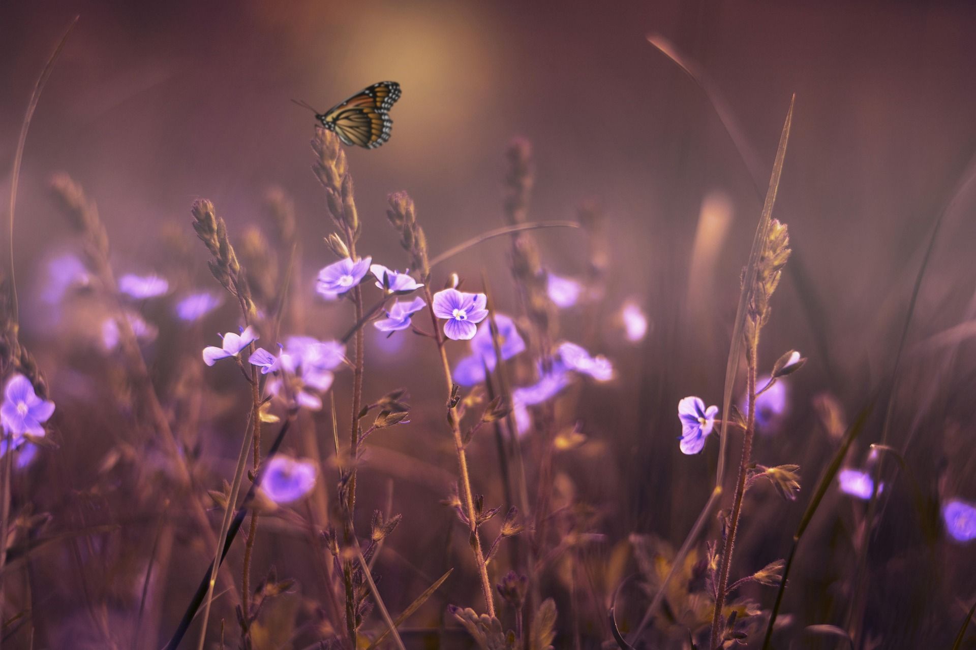 Butterfly perched on a wildflower in a field with purple flowers and a blurred, warm background.