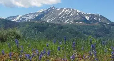 A field of purple flowers with a mountain in the background.