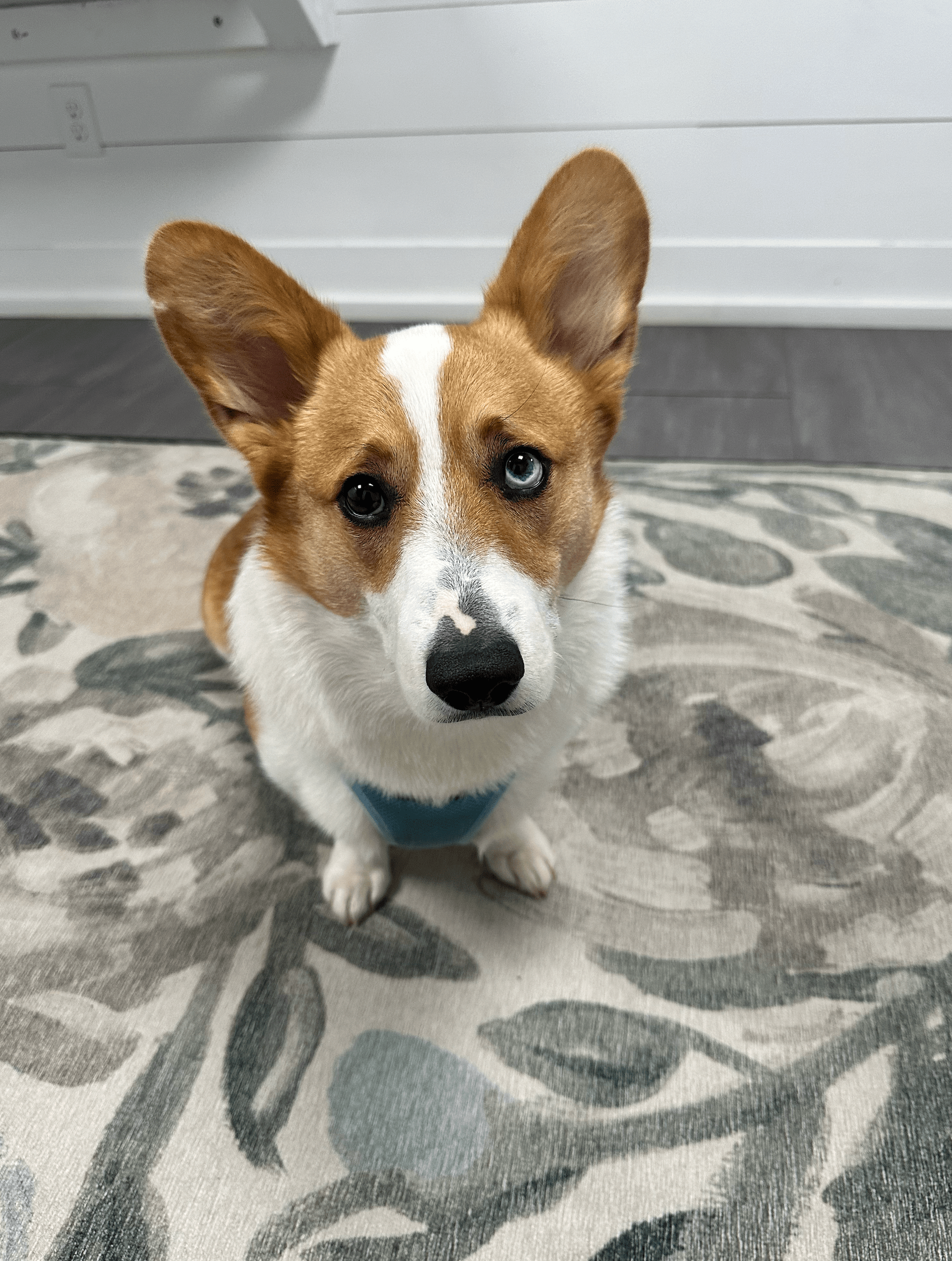 A brown and white dog is sitting on a rug and looking at the camera.