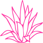 Pink line-art drawing of a spiky agave or aloe plant on a white background
