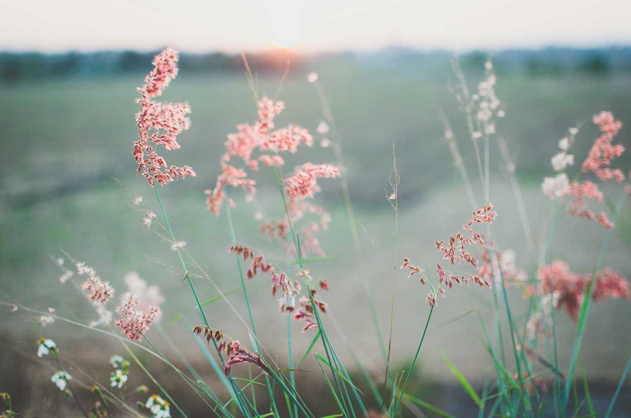Soft Pink Wild Grasses In Field At Sunset With Blurred Background