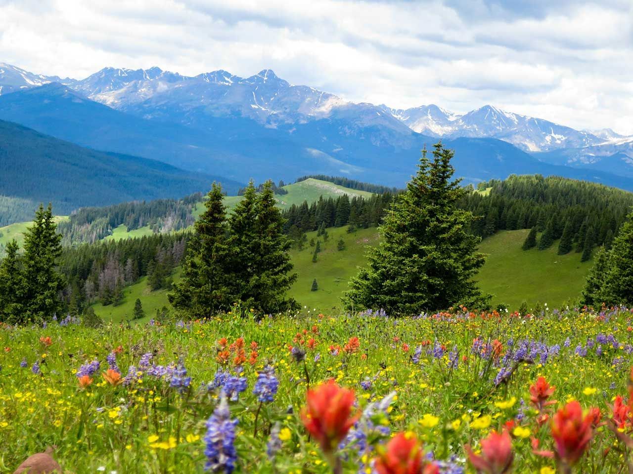 Colorful Wildflower Meadow With Evergreen Trees And Snow-Capped Mountains Under Cloudy Sky