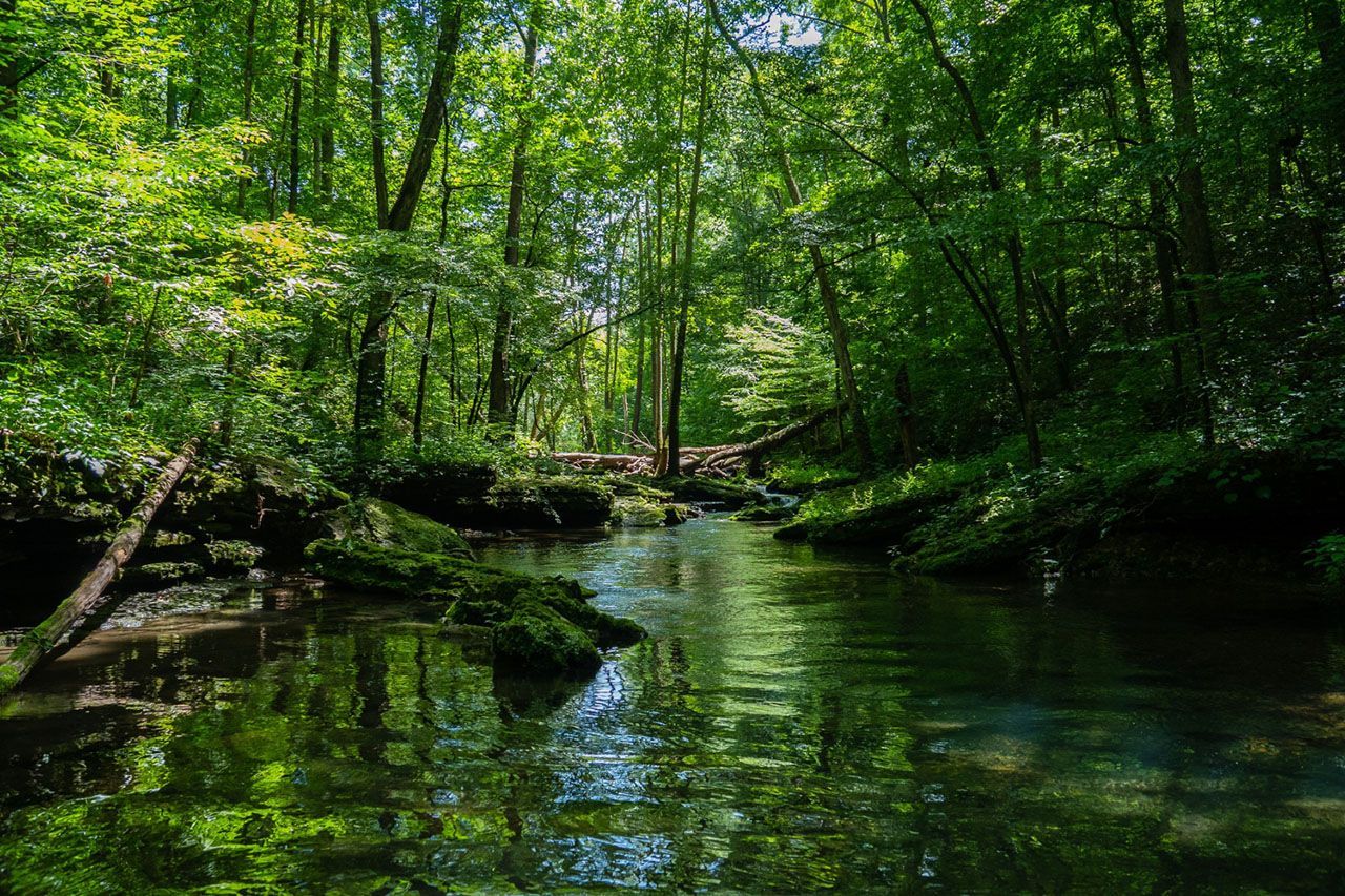 Peaceful Forest Stream Surrounded by Lush Green Trees and Moss-Covered Rocks