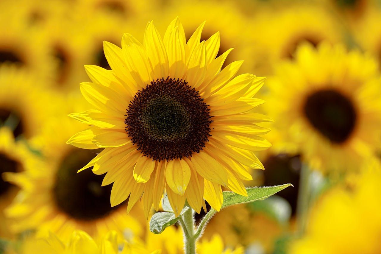Beautiful sunflowers offered during a cremation service