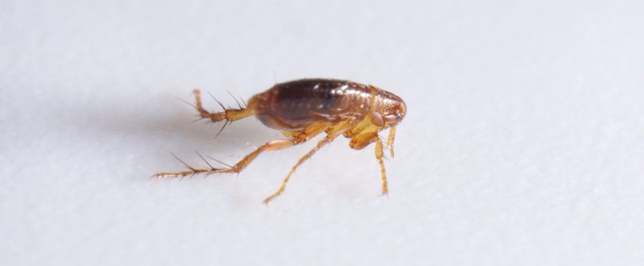 flea removal company