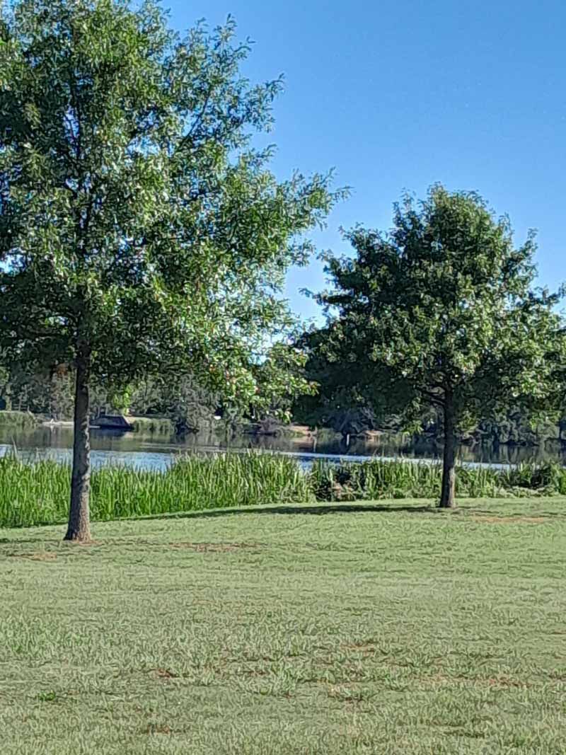 Two trees stand in a grassy park, with a lake and blue sky in the background.