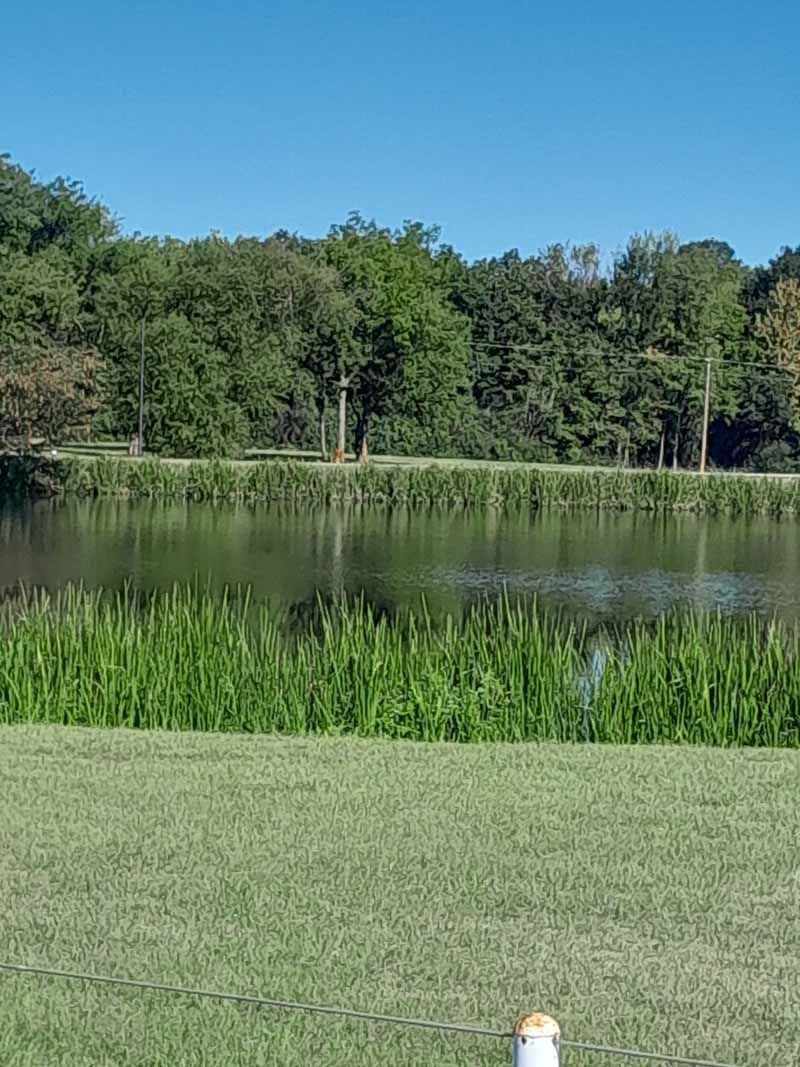 A tranquil lake surrounded by green grass and trees under a clear blue sky.