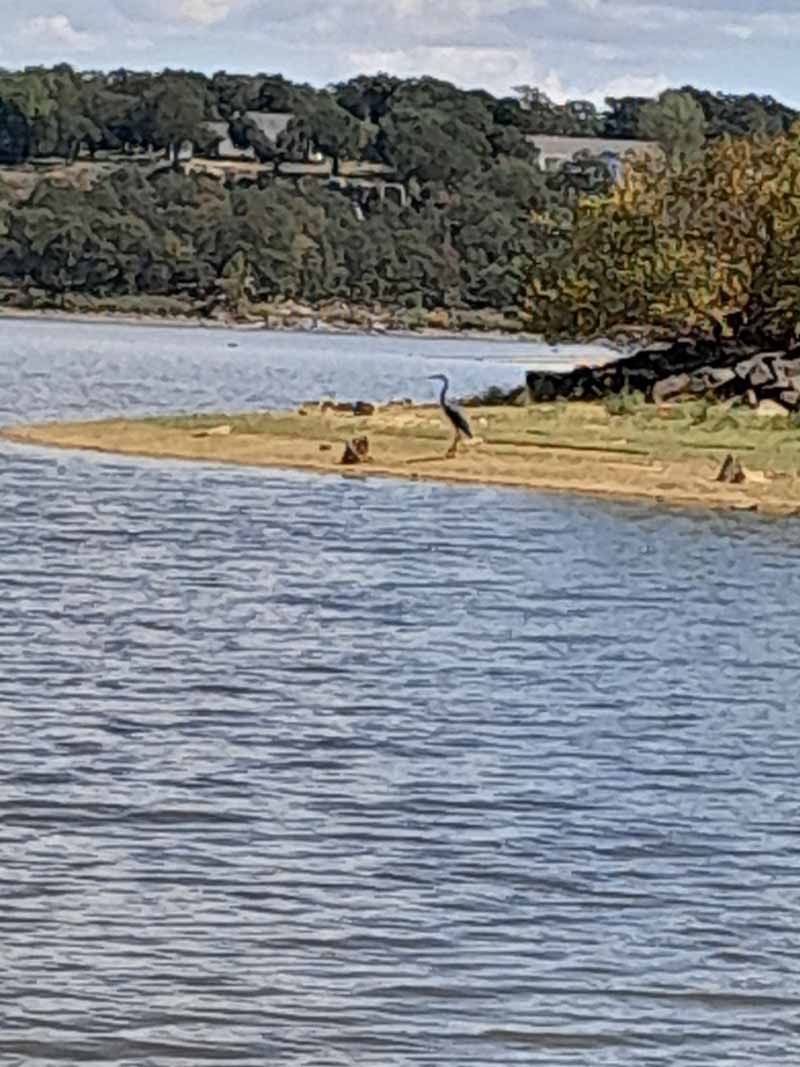 A blue heron stands on a grassy shoreline of a lake, with a tree-lined hill in the background.