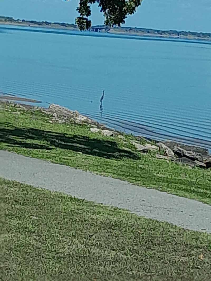 A heron stands in a lake, near a grassy shore and a paved path, under a blue sky.