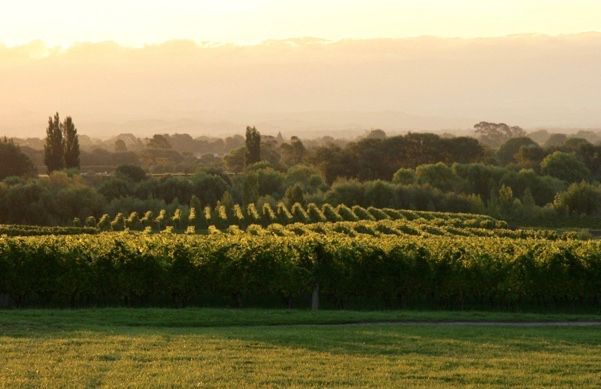 Vineyard scene
