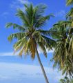palm trees