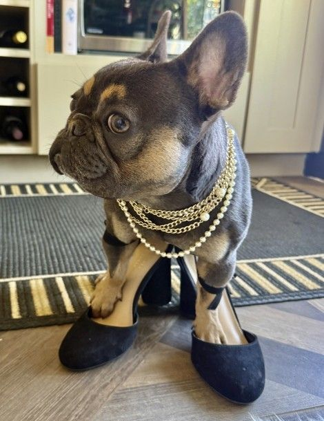 French bulldog wearing heels and a pearl necklace.