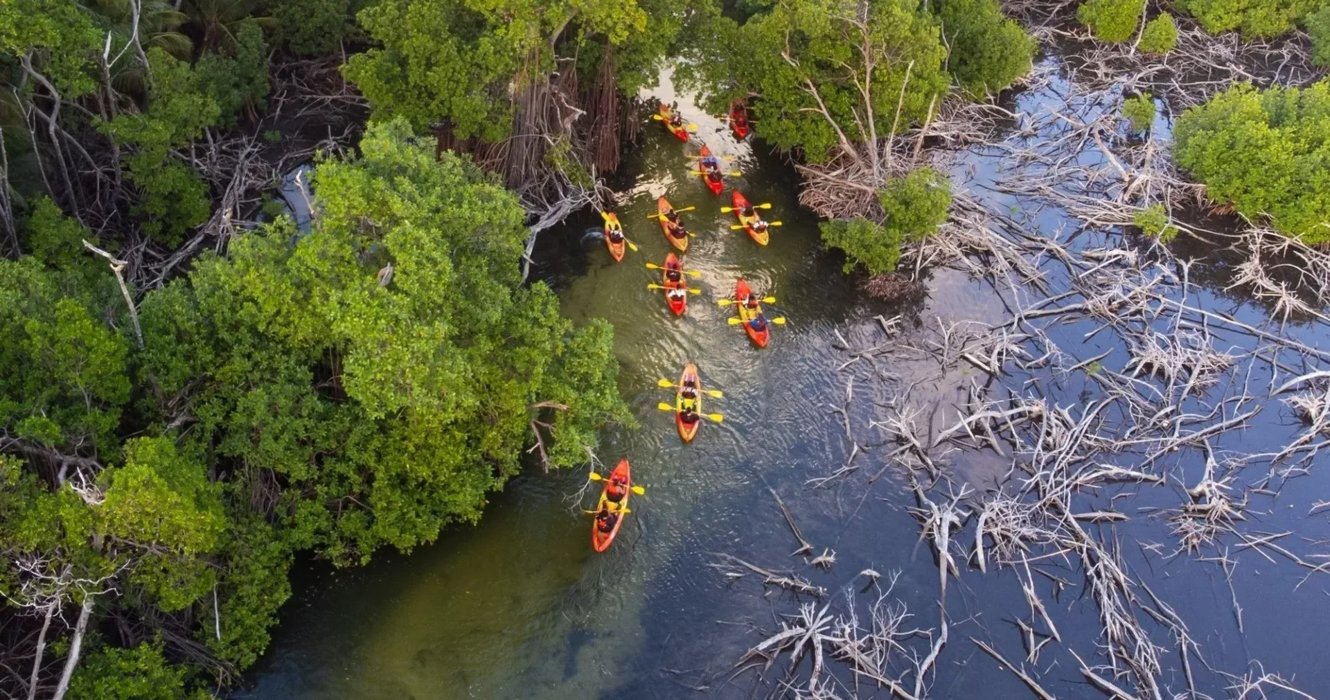 Kayakers in orange and yellow paddling through a narrow mangrove waterway.