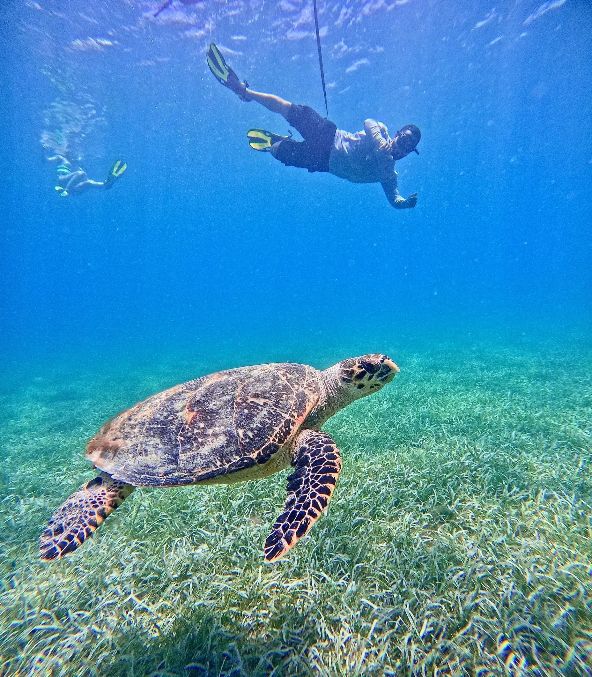 Snorkeler swimming above a green sea turtle over a clear blue reef in Puerto Rico