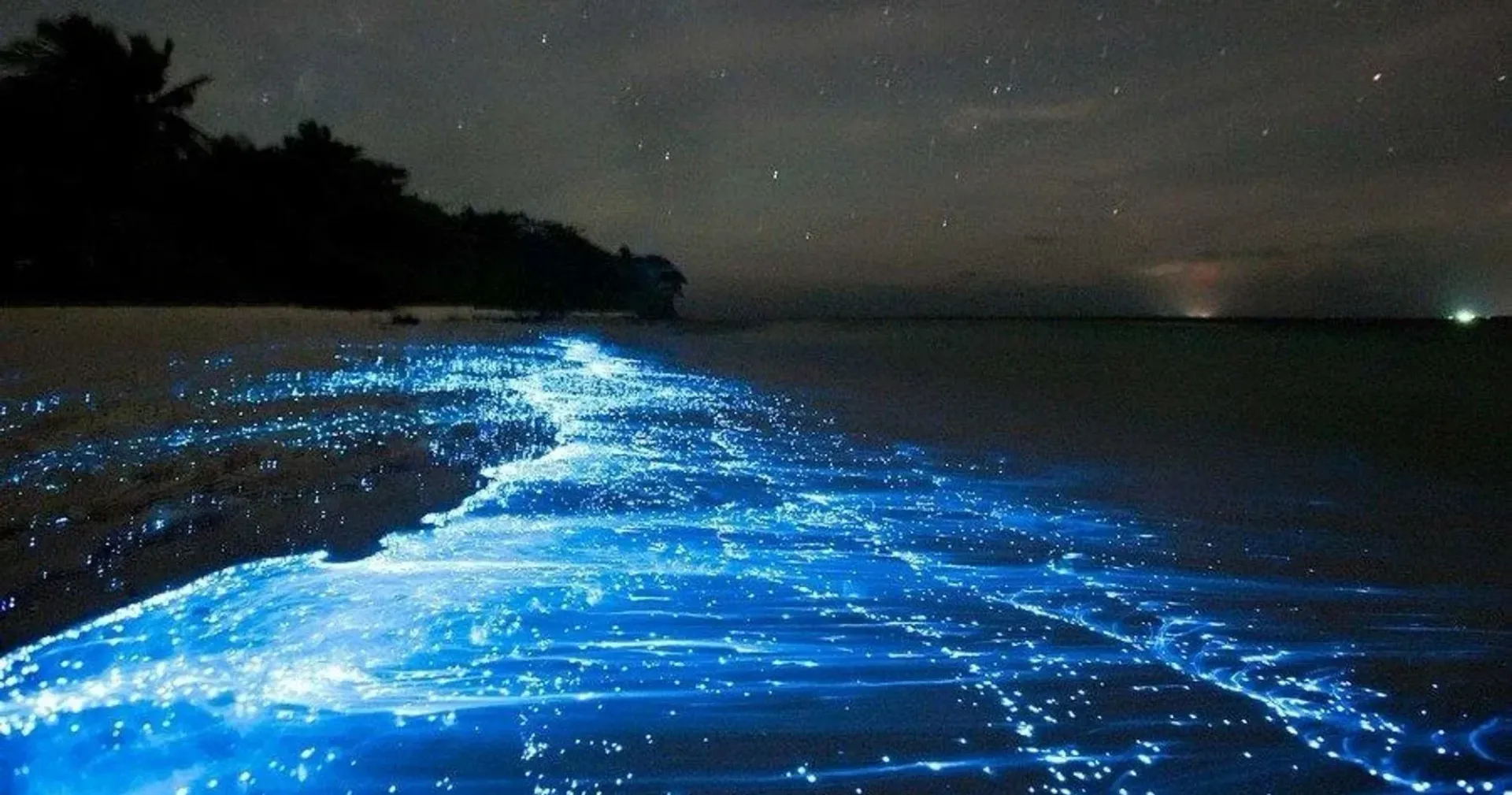 Bioluminescent blue waves glowing along a dark beach at night