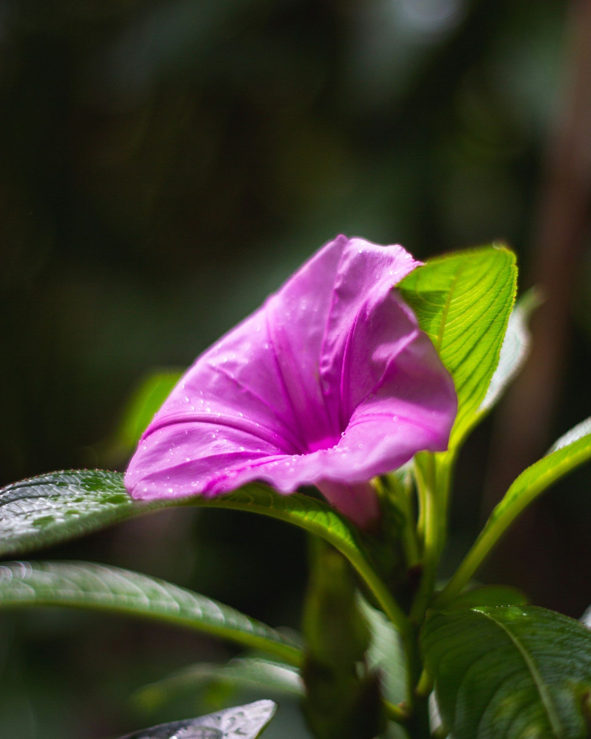 Pink flower bud with a bright green leaf against a dark background