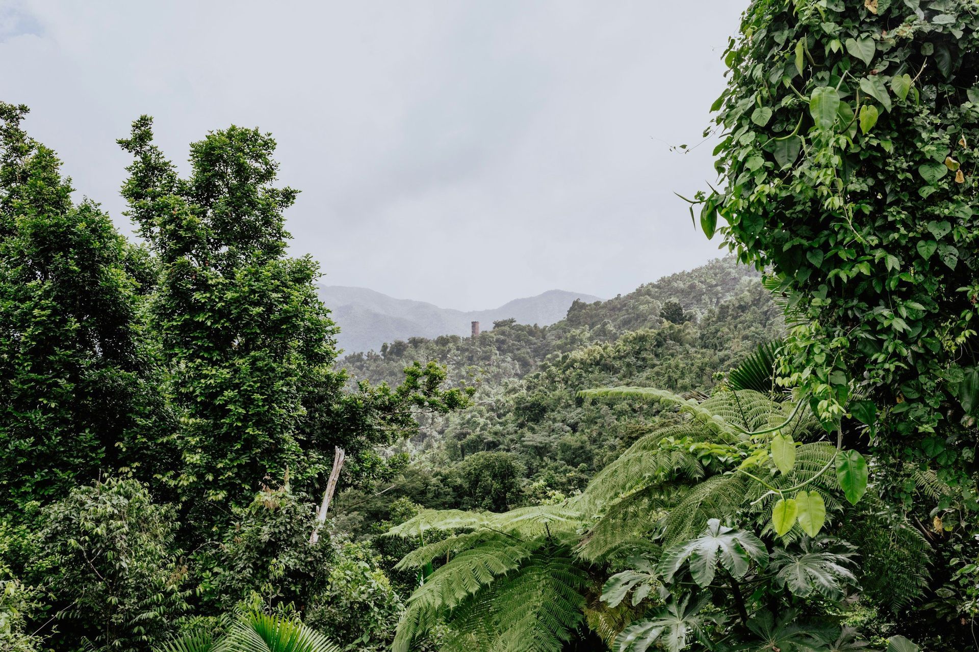 Lush green forested hills under a cloudy sky, with dense tropical foliage in the foreground