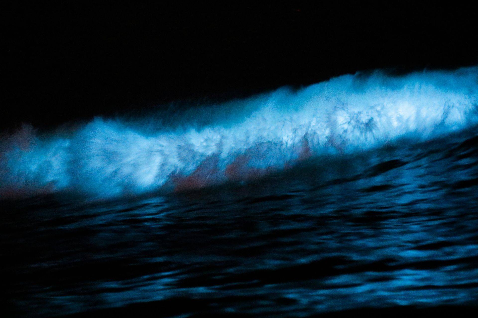 Blue bioluminescent wave glowing against a dark ocean at night