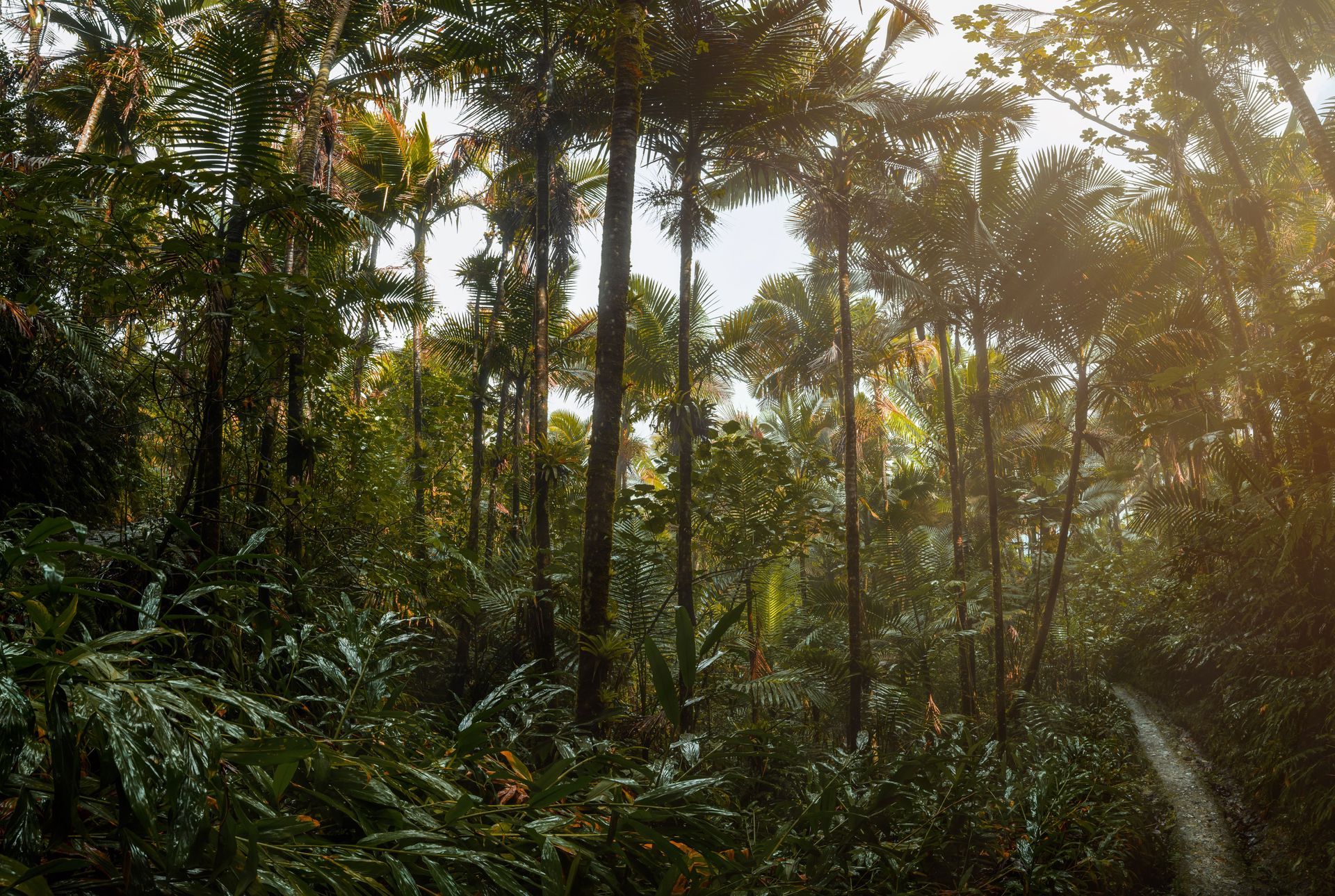 Dense tropical forest with tall trees, lush green foliage, and sunlight filtering through the canopy