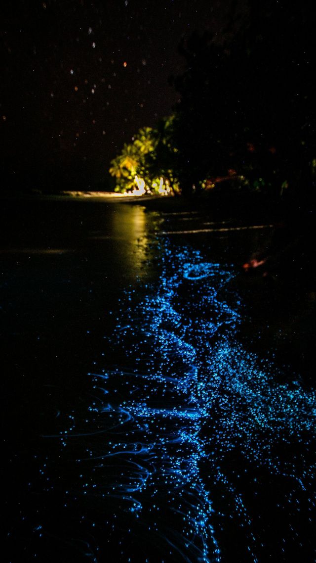 Night water reflecting bright blue and yellow lights from a shoreline tree or structure