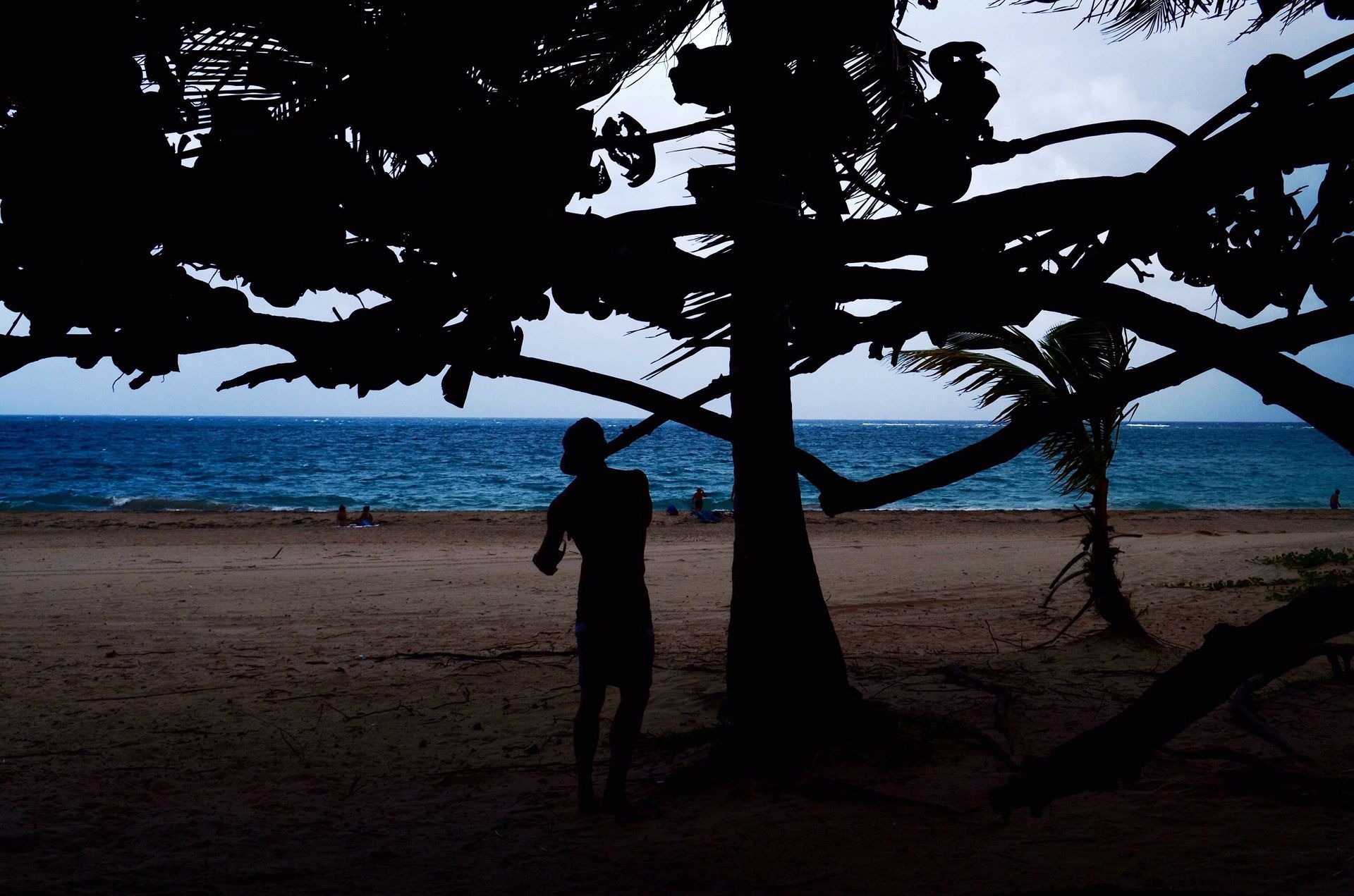 Silhouette of a person by a tree on a beach, with ocean and cloudy sky in the background