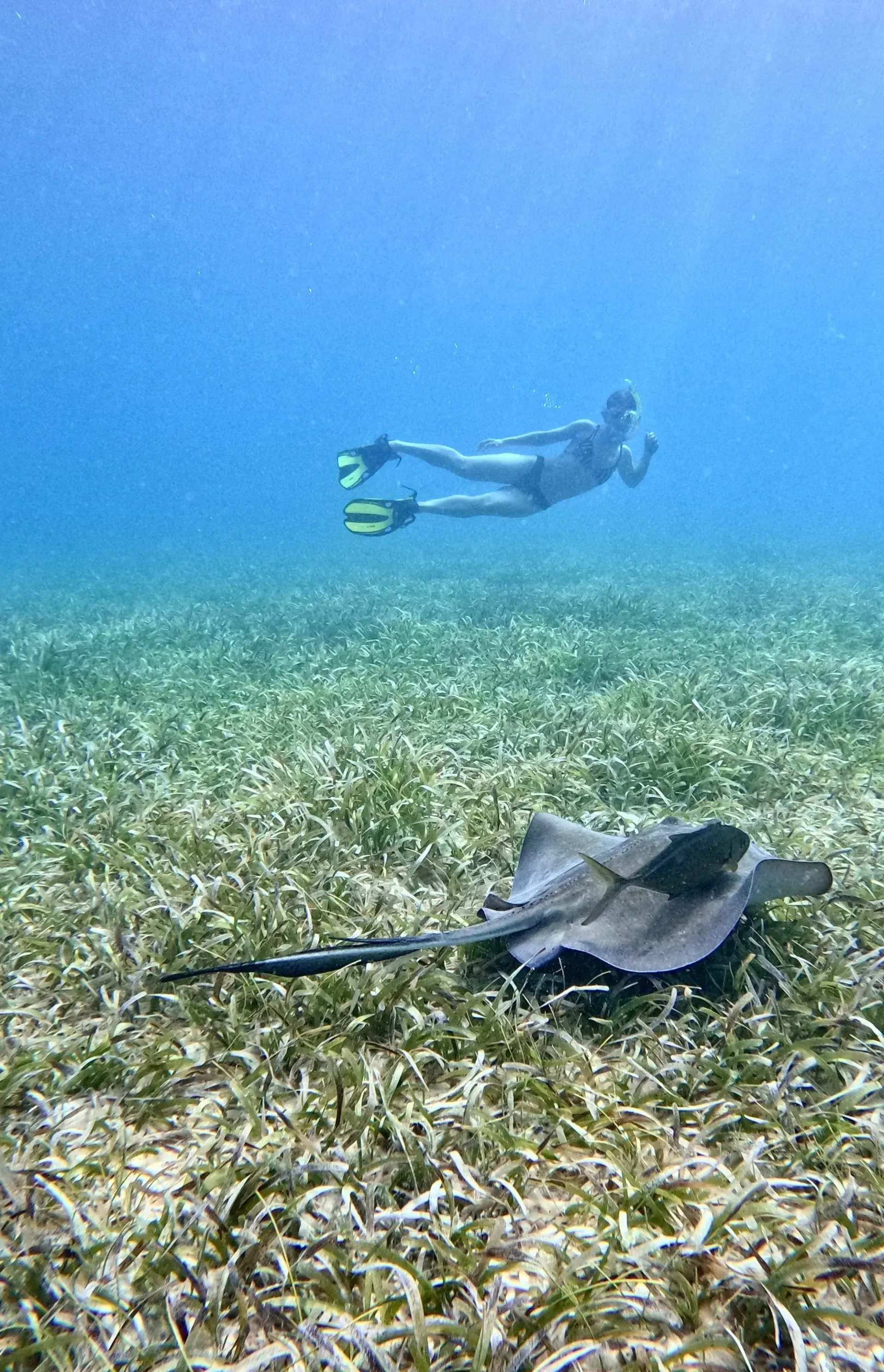 Snorkeler swimming over a seagrass bed with a stingray in the foreground