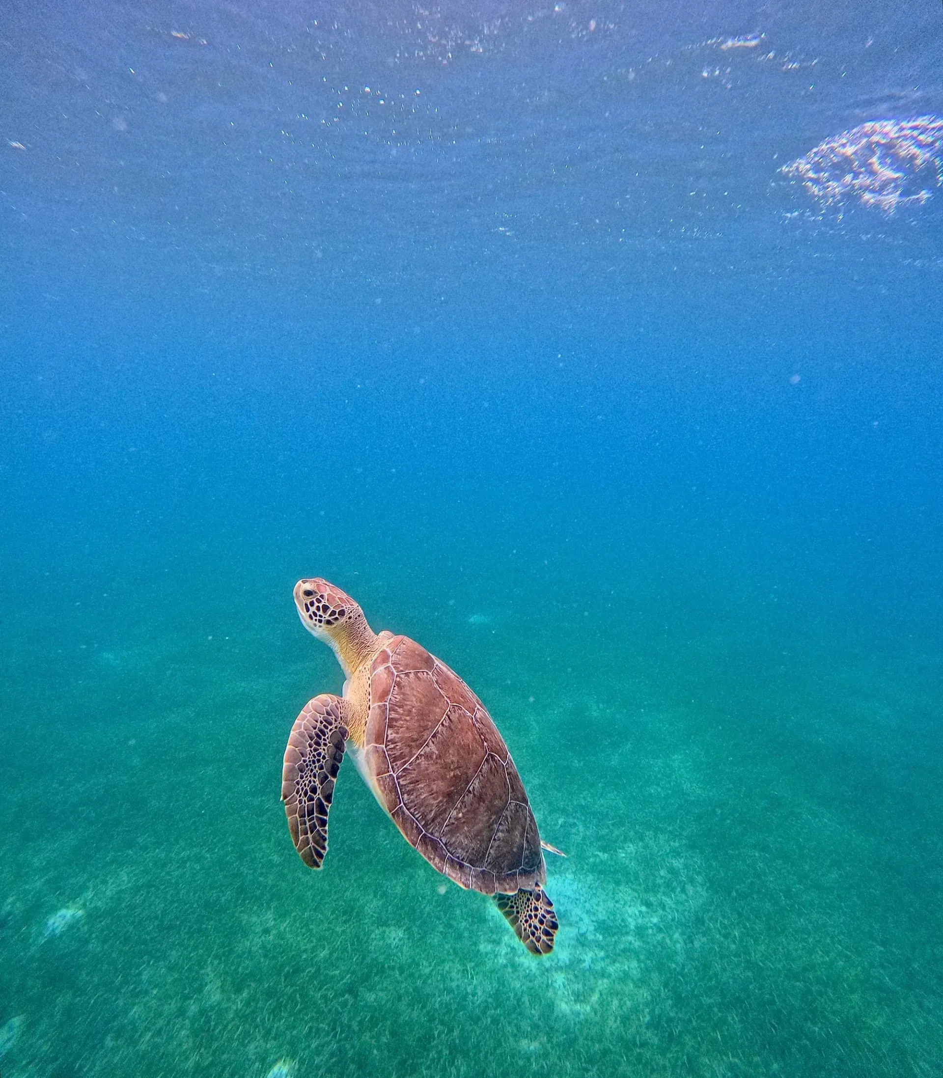 Sea turtle swimming underwater in clear blue-green ocean water