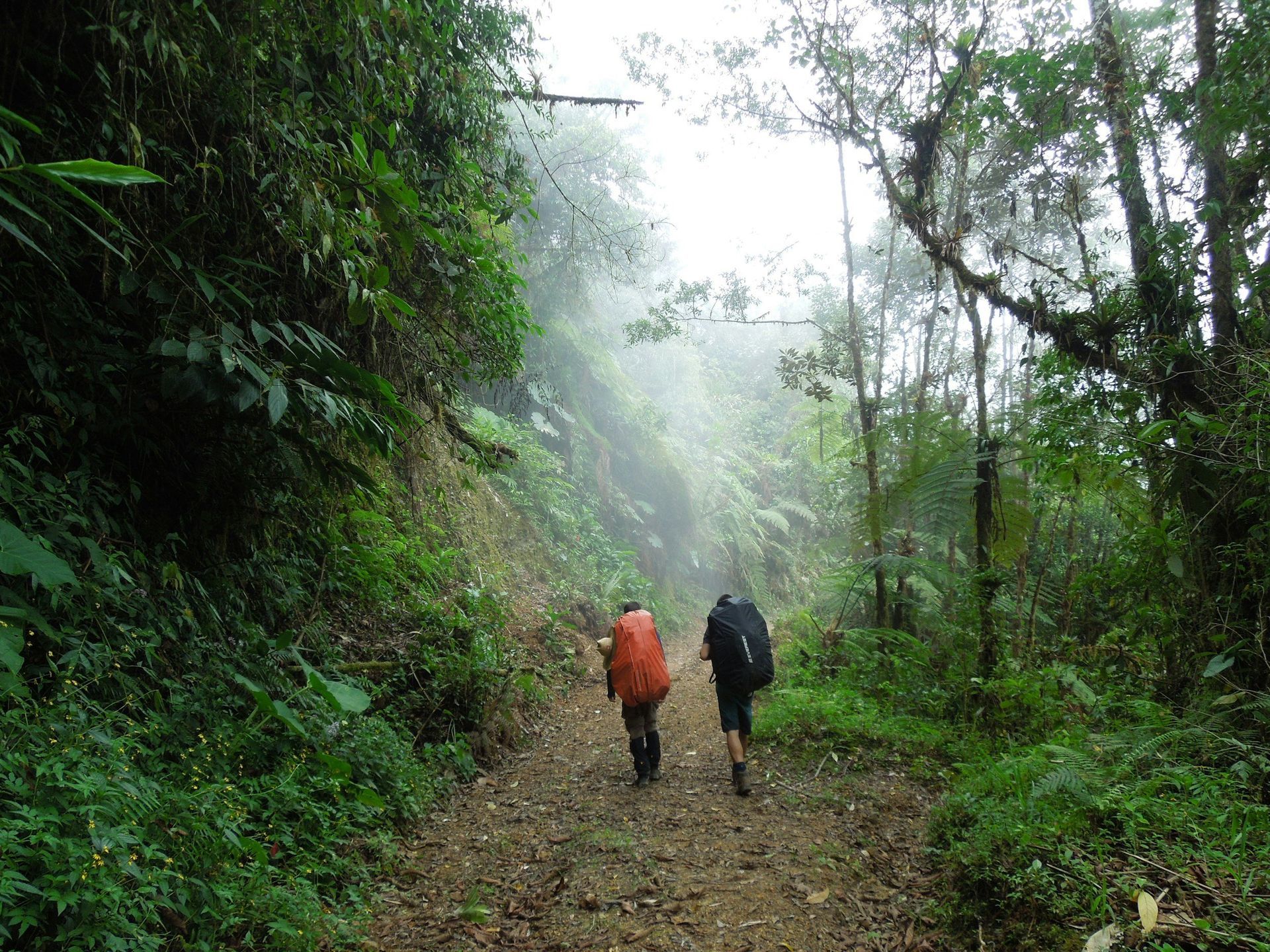 Two hikers in orange and dark jackets walking along a misty forest trail