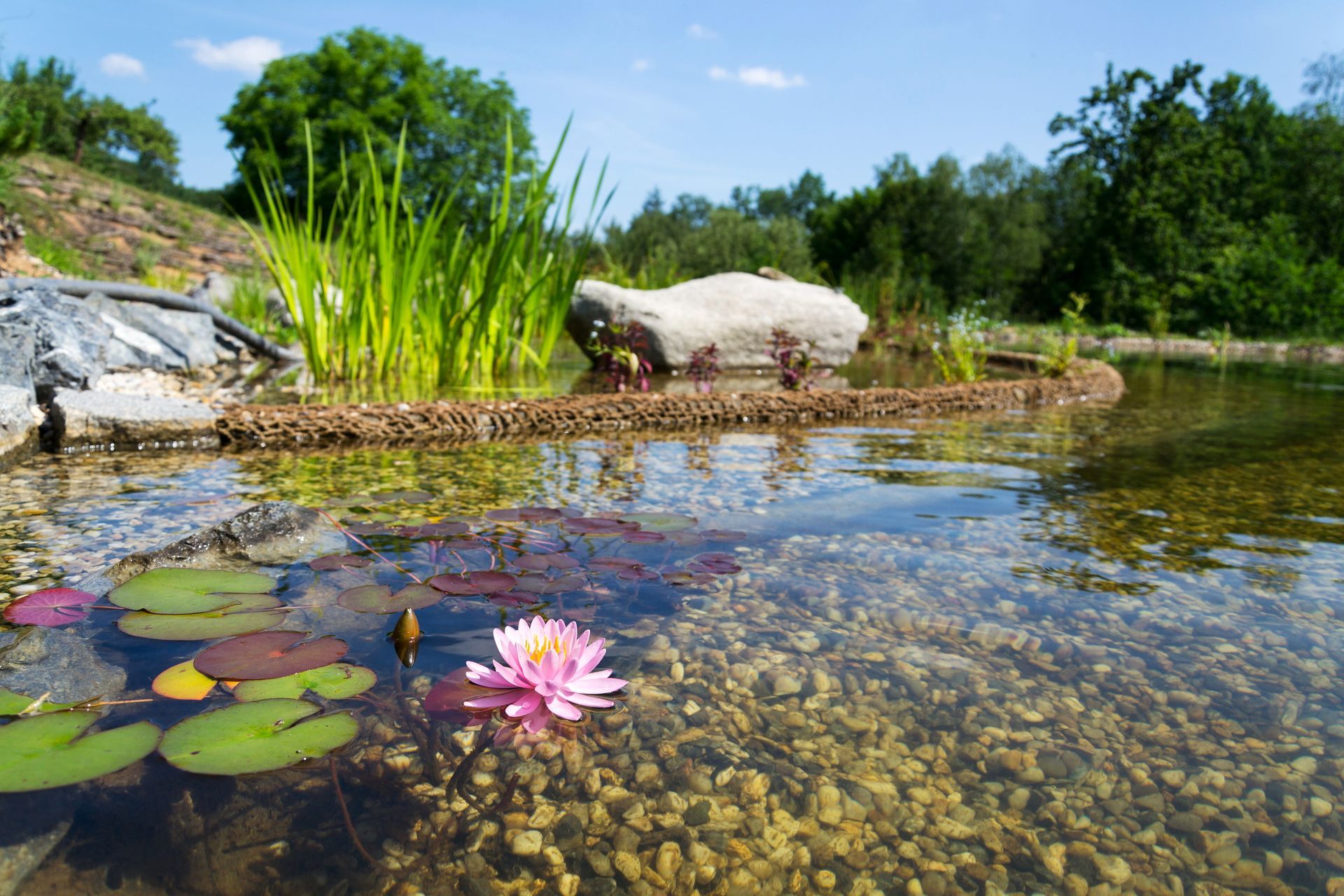Teich mit rosa Seerosen und Seerosenblättern neben einem grasbewachsenen Ufer unter strahlend blauem Himmel