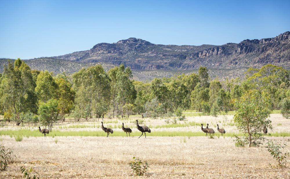 A Herd Of Emu Walking In A Field With Mountains In The Background — O'Donnell Cabinetmaking in Emu Park, QLD