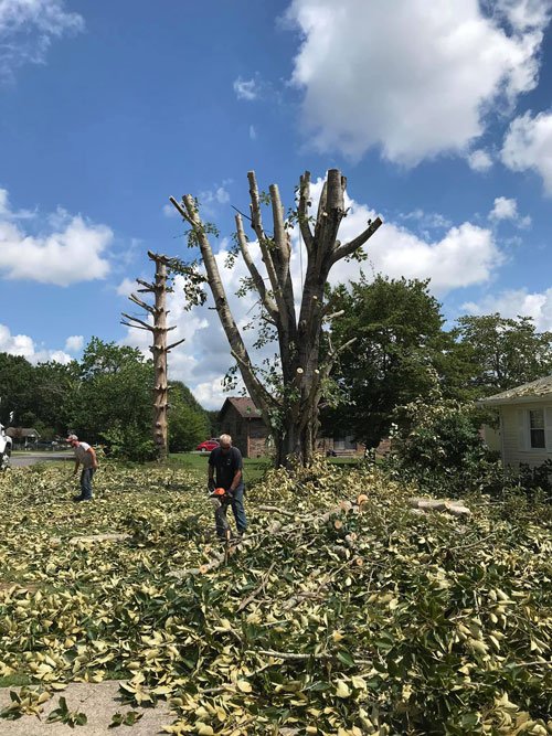 Tree Services London, KY A1 Nantz & Sons Tree Service