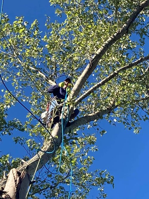 Tree Services London, KY A1 Nantz & Sons Tree Service