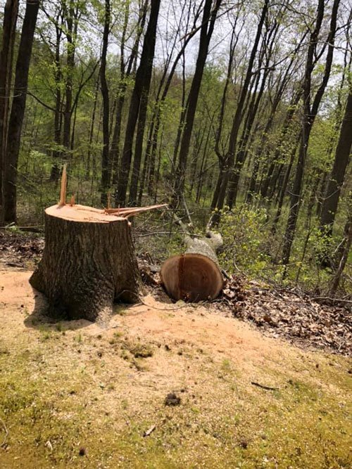 Tree Services London, KY A1 Nantz & Sons Tree Service