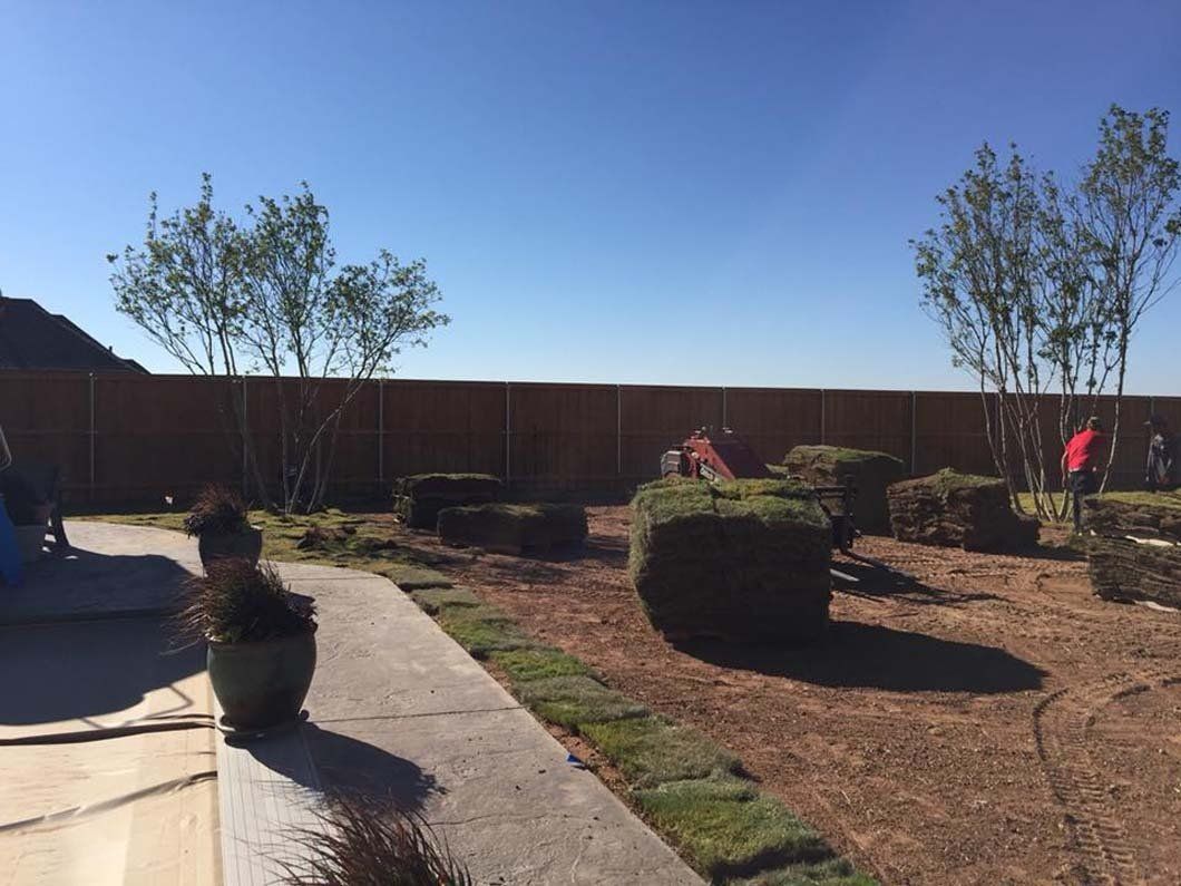 Backyard Lawn