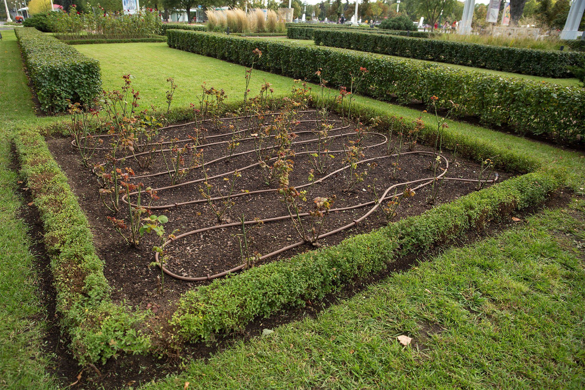 Drip Irrigation for Flowers