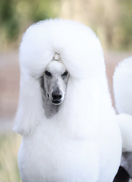 Home | Jupiter Florida | Paloma Standard Poodles